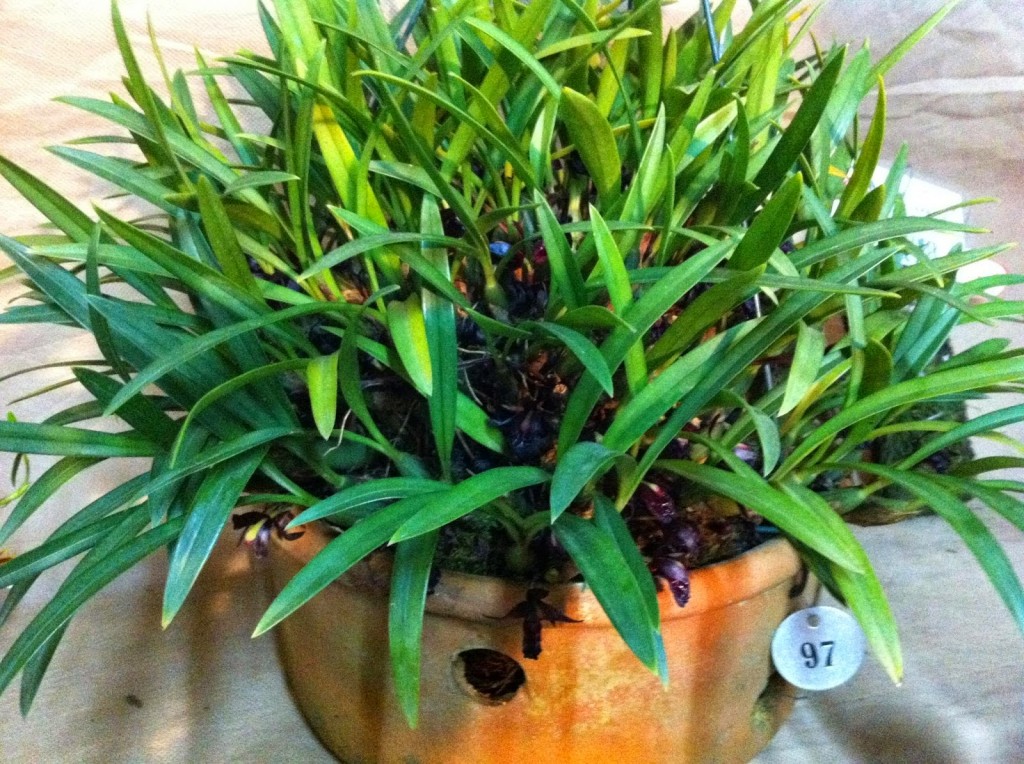 Maxillaria schunkeana8