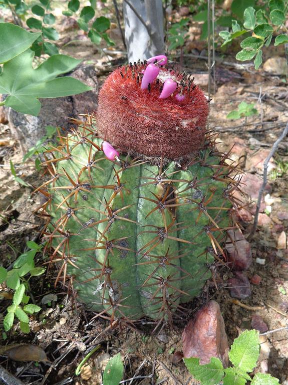 Melocactus zehntneri