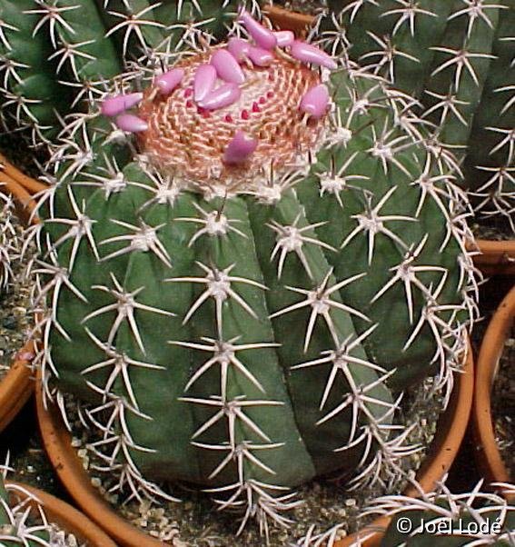 Melocactus zehntneri 