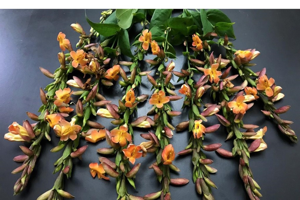 Mini sapatinho de judia thunbergia coccinea