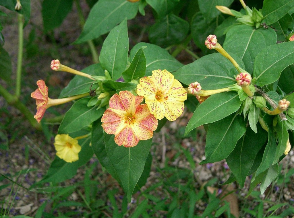 Mirabilis jalapa