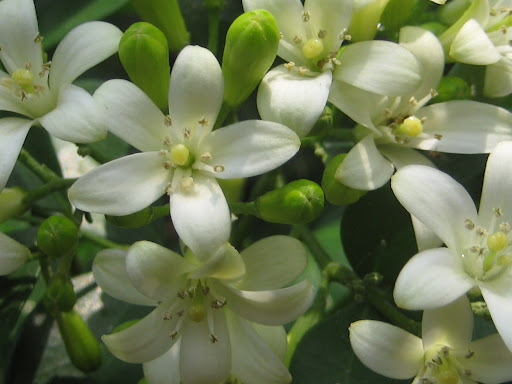 Murraya paniculata