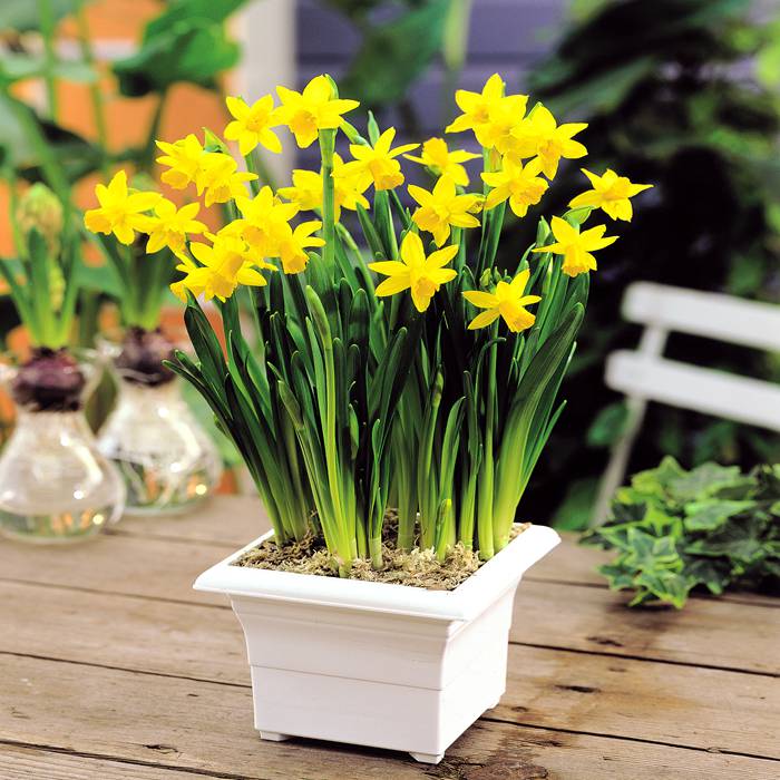 Características e cultivo do Narciso (Narcissus Cyclamineus) - PlantaSonya  - O seu blog sobre cultivo de plantas e flores
