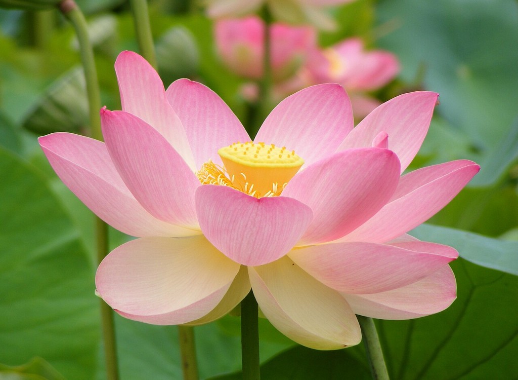 Nelumbo nucifera,