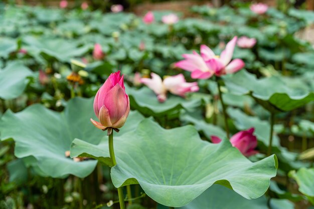 Nelumbo nucifera,4