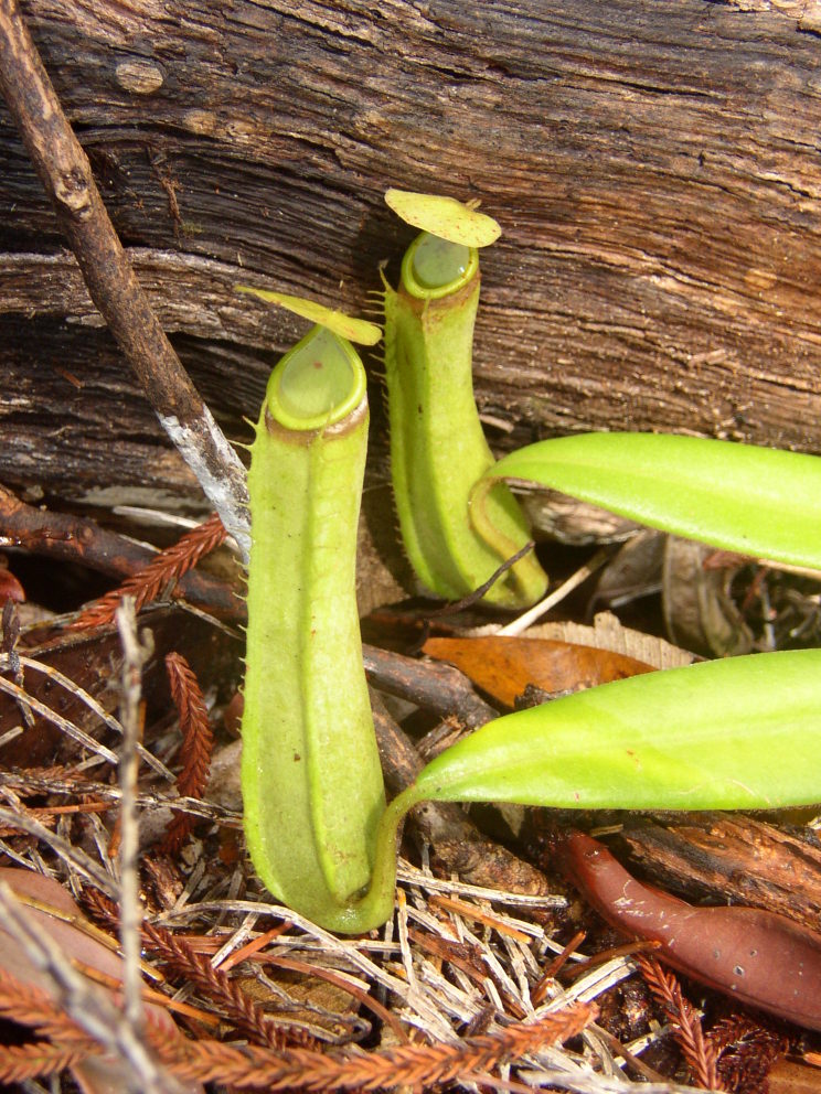 Nepenthes