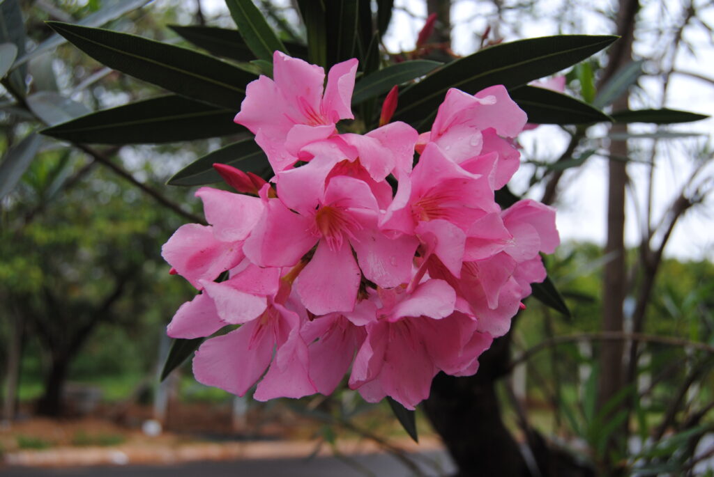 Nerium oleander