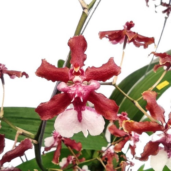 Oncidium Sharry Baby