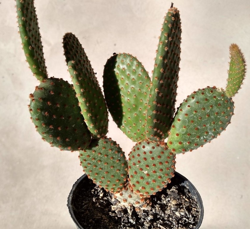 Opuntia microdasys3