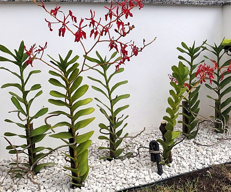 As Orquídeas de pleno sol - PlantaSonya - O seu blog sobre cultivo de  plantas e flores
