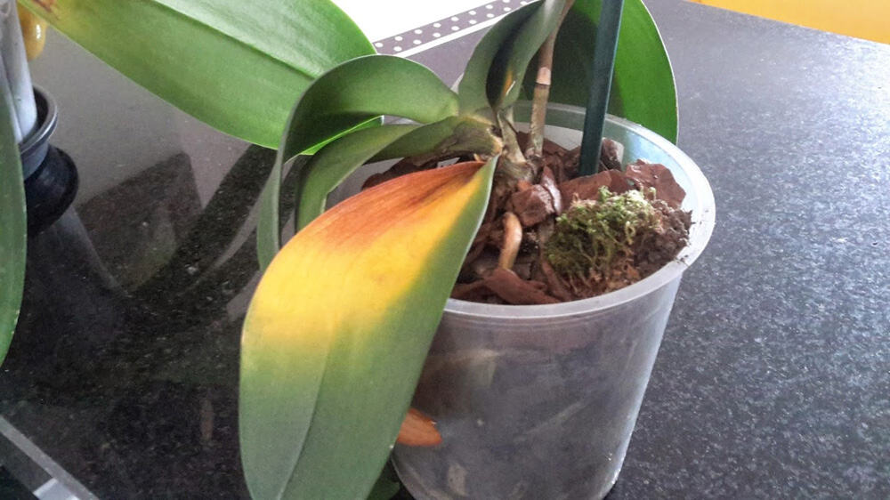 Técnica para salvar plantas e orquídeas com folhas murchas ou amareladas -  PlantaSonya - O seu blog sobre cultivo de plantas e flores