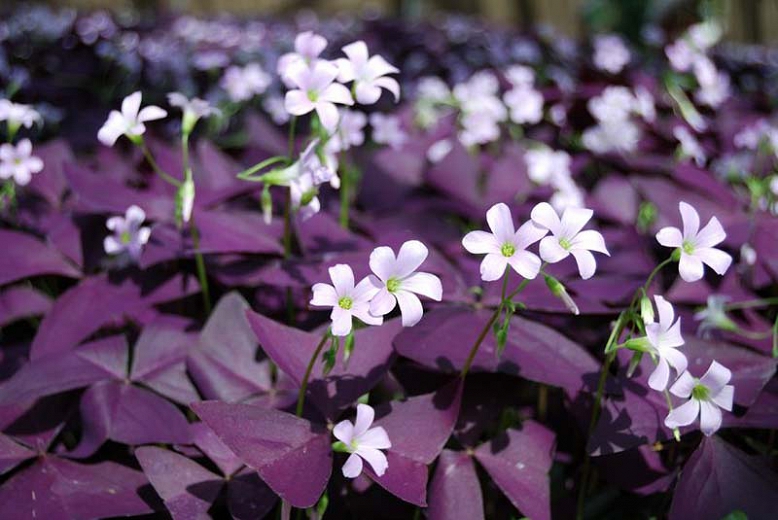 Oxalis triangularis atropurpurea1