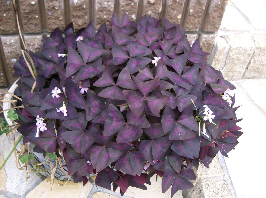 Oxalis triangularis atropurpurea7