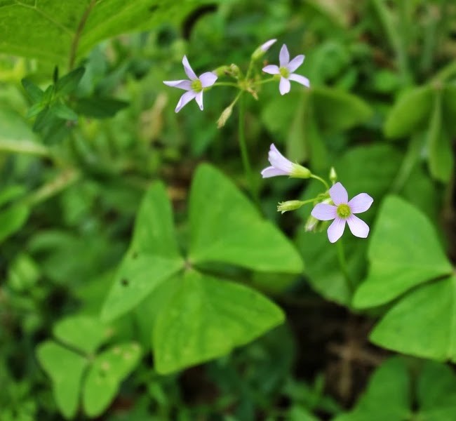 Oxalis-triangularis