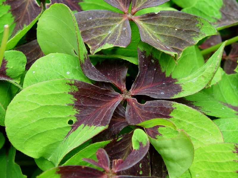 Oxalis_tetraphilla