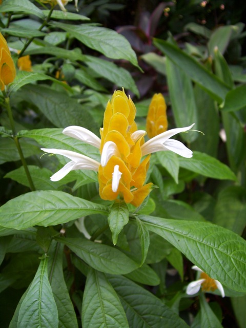 Pachystachys lutea