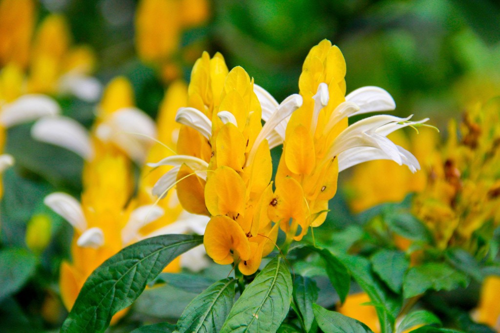 Pachystachys lutea1