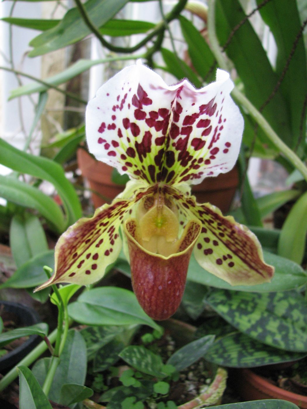 Características da orquidea Sapatinho (Paphiopedilum Hibridus) -  PlantaSonya - O seu blog sobre cultivo de plantas e flores