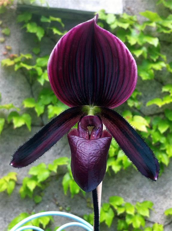 Características das Orquídeas Sapatinho (Paphiopedilum) - PlantaSonya - O  seu blog sobre cultivo de plantas e flores