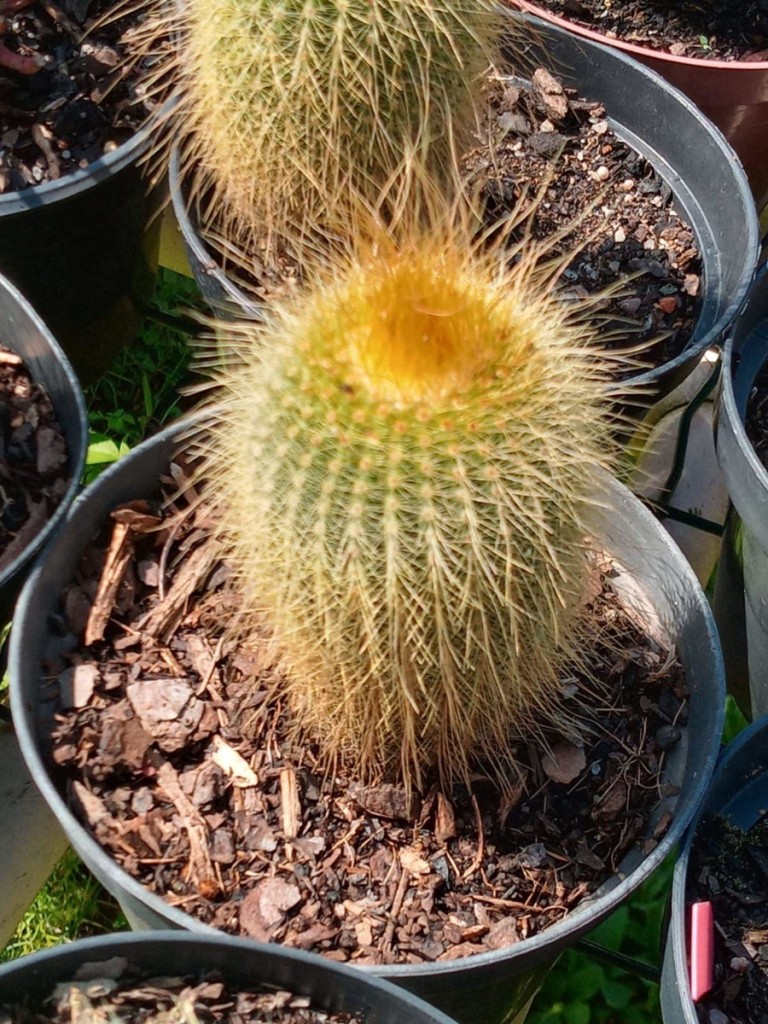 Parodia leninghausii