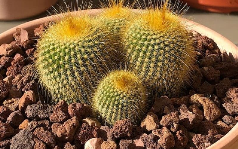 Parodia leninghausii1