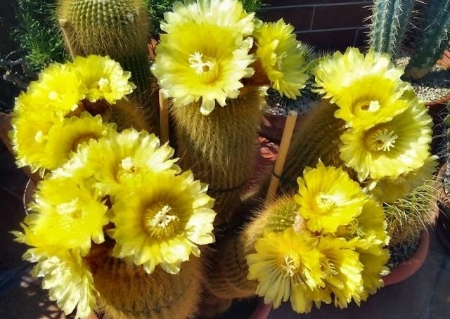 Parodia leninghausii6