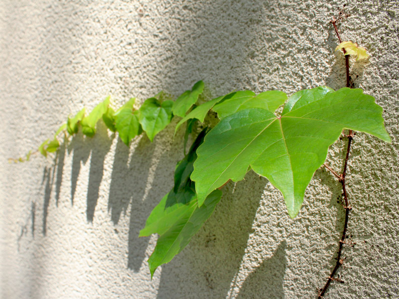 Parthenocissus-tricuspidata-01