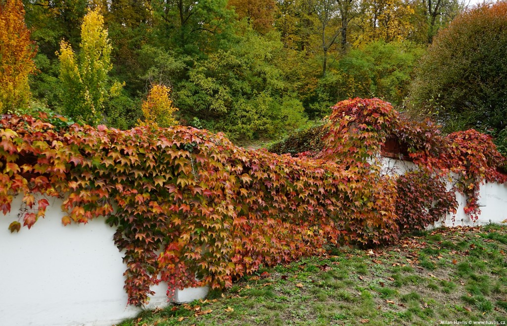 Parthenocissus tricuspidata