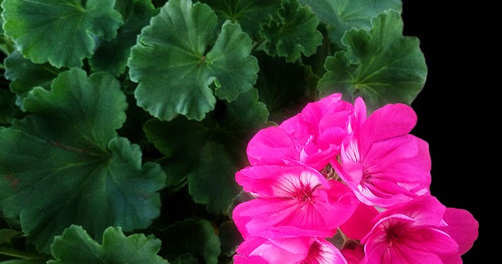 Pelargonium híbrido