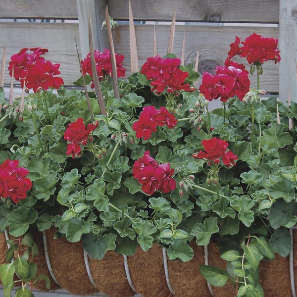 Pelargonium híbrido3