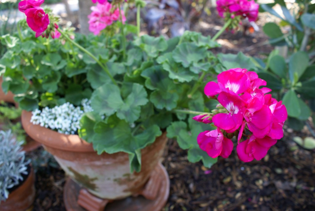 Pelargonium spp.