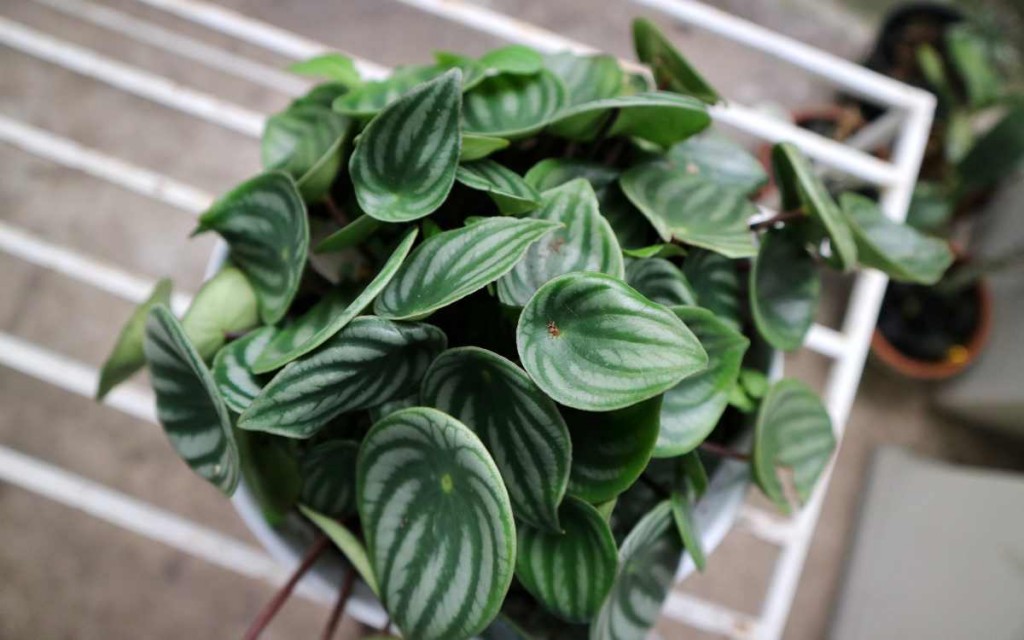 Peperomia-Argyreia
