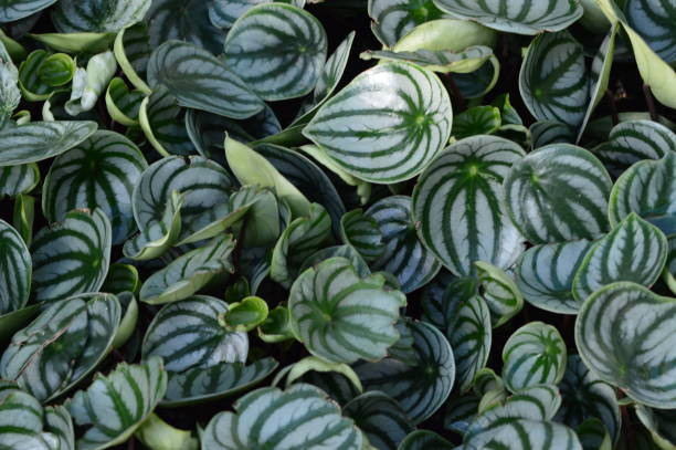 Peperomia argyreia1