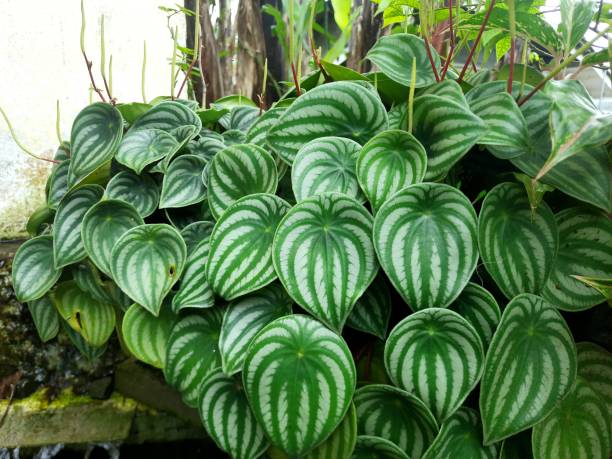 Peperomia argyreia