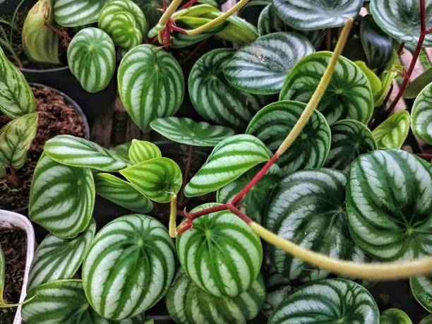 Peperomia argyreia2