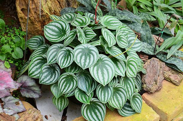 Peperomia argyreia5