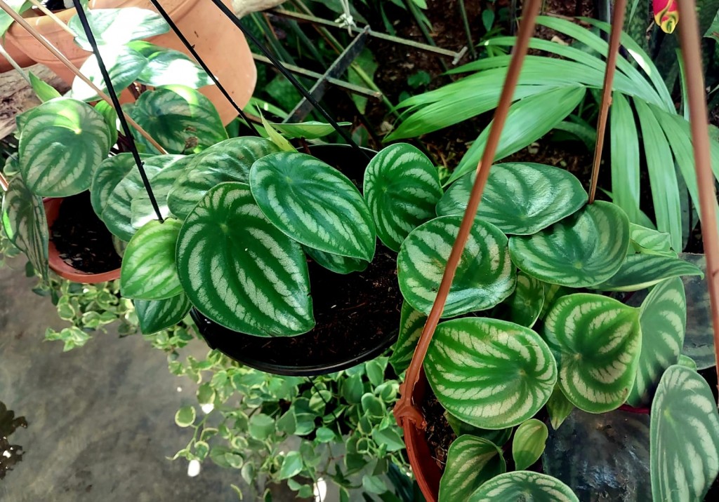 Peperomia argyreia5