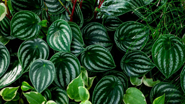 Peperomia argyreia6