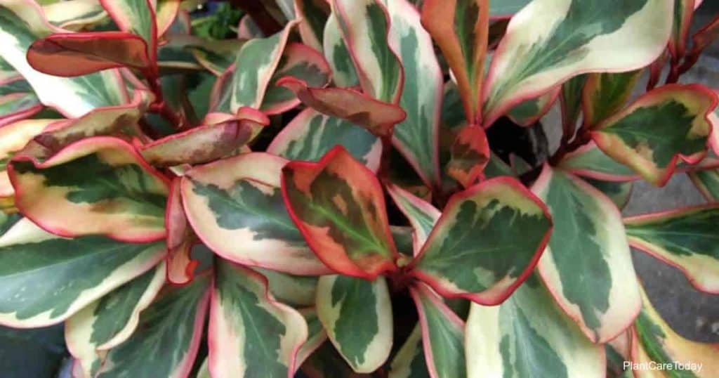 Peperomia clusiifolia