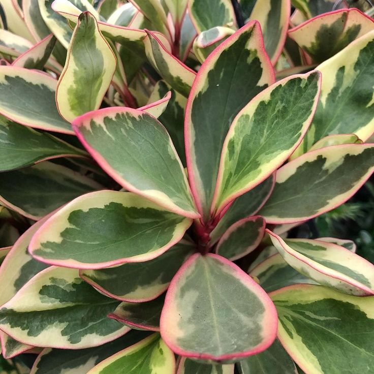 Peperomia clusiifolia8