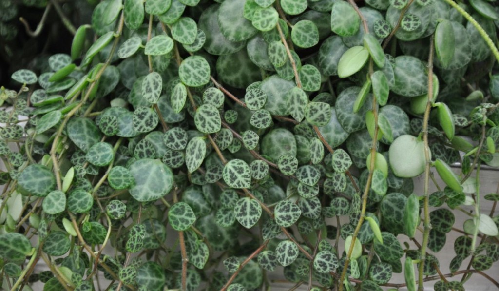 Peperomia prostrata