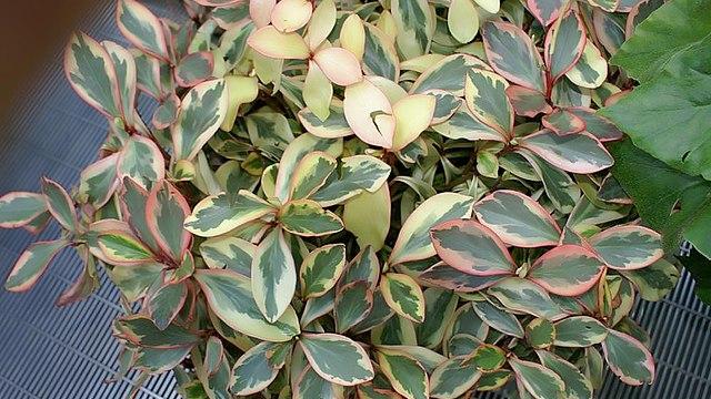 Peperomia_clusiifolia