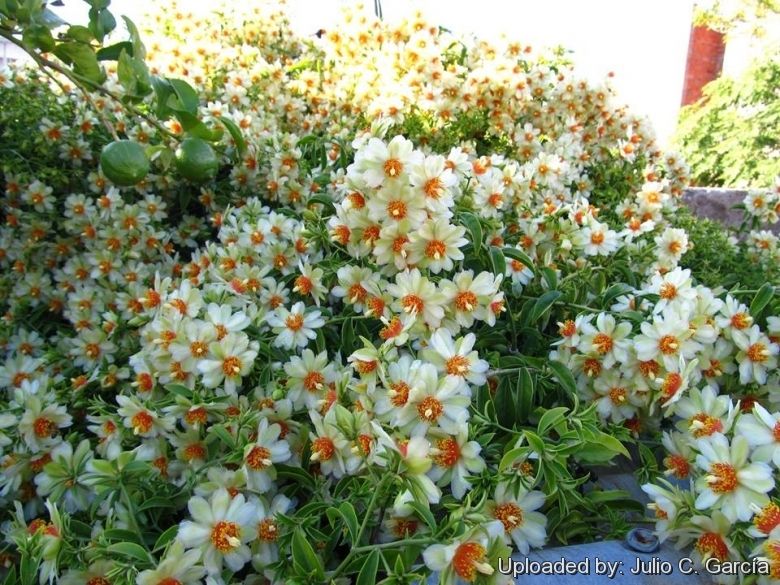 Pereskia aculeata Miller[ 4