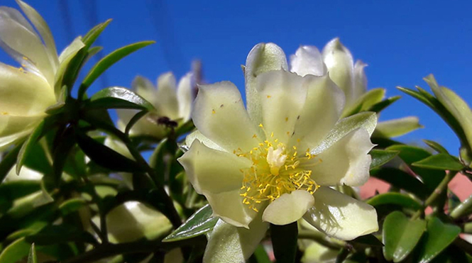 Pereskia aculeata Miller