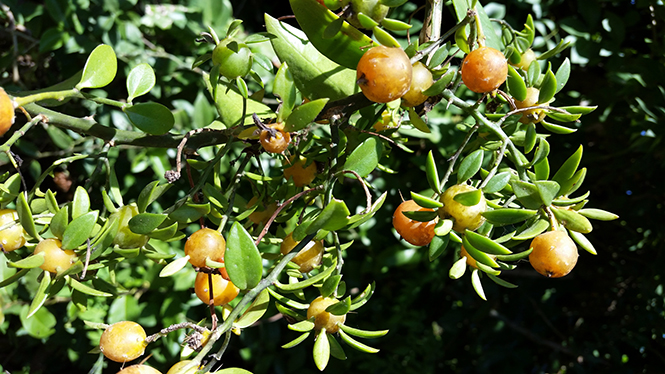 Pereskia aculeata