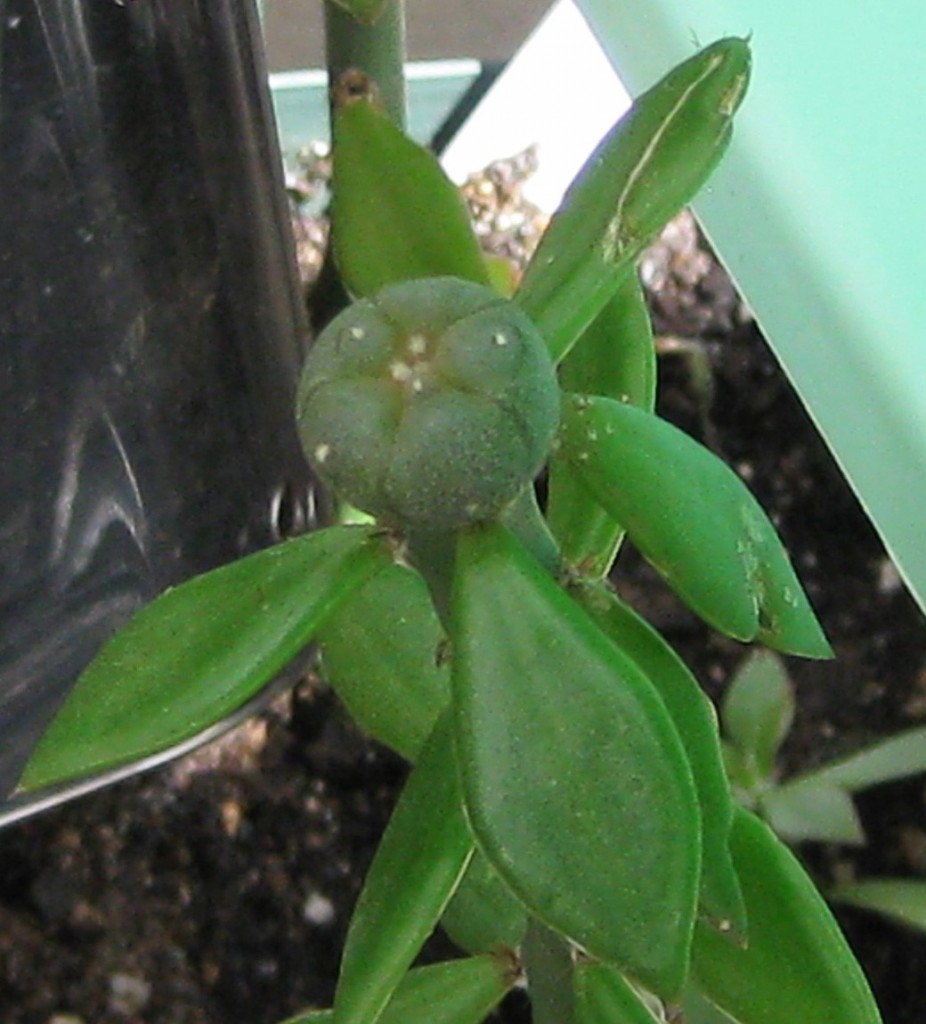 Pereskiopsis-Lophophora