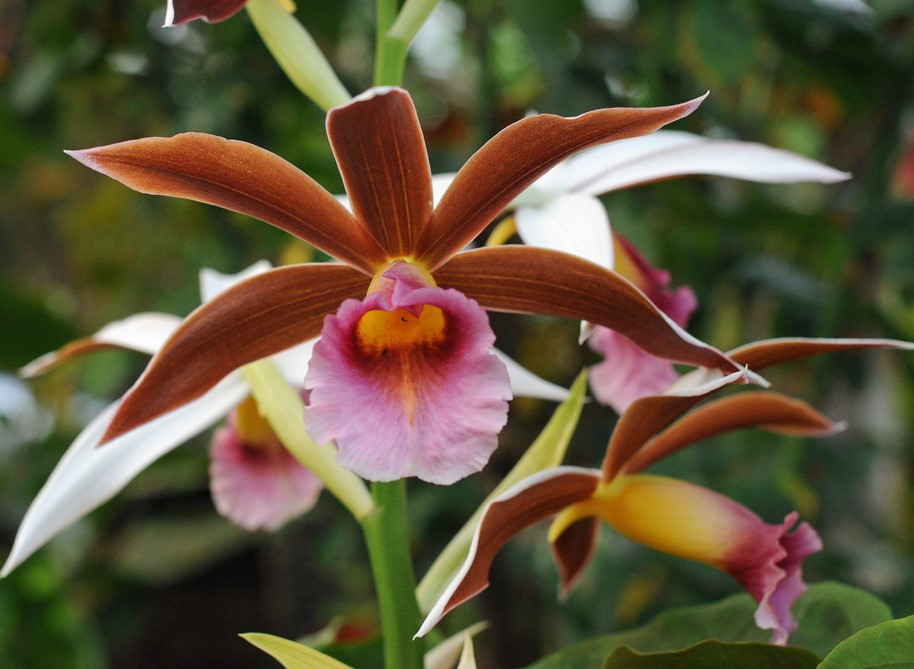 Como cultivar a Orquídea Capuz-de-freira (Phaius Tankervilleae) -  PlantaSonya - O seu blog sobre cultivo de plantas e flores