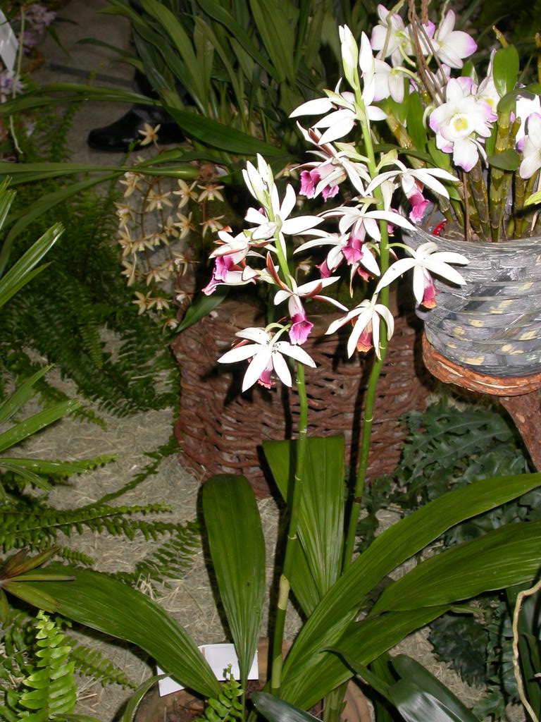 Como cultivar a Orquídea Capuz-de-freira (Phaius Tankervilleae) -  PlantaSonya - O seu blog sobre cultivo de plantas e flores
