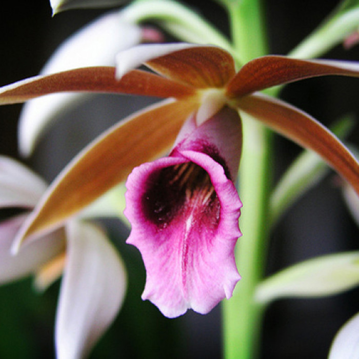 Phaius tankervilleae ‘Rosea’