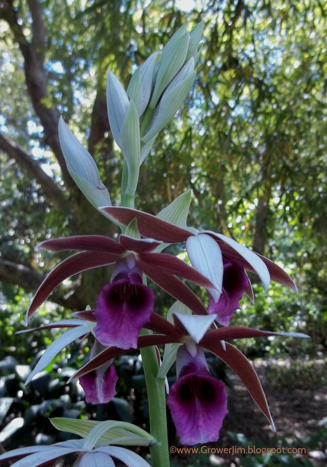 Orquídea Capuz-de-freira (Phaius tankervilleae) - PlantaSonya - O seu blog  sobre cultivo de plantas e flores